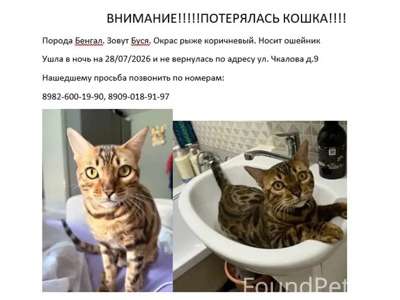 Пропала Кошка БУСЯ породы Бенгал