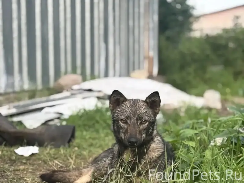 Пропала собака Юля
