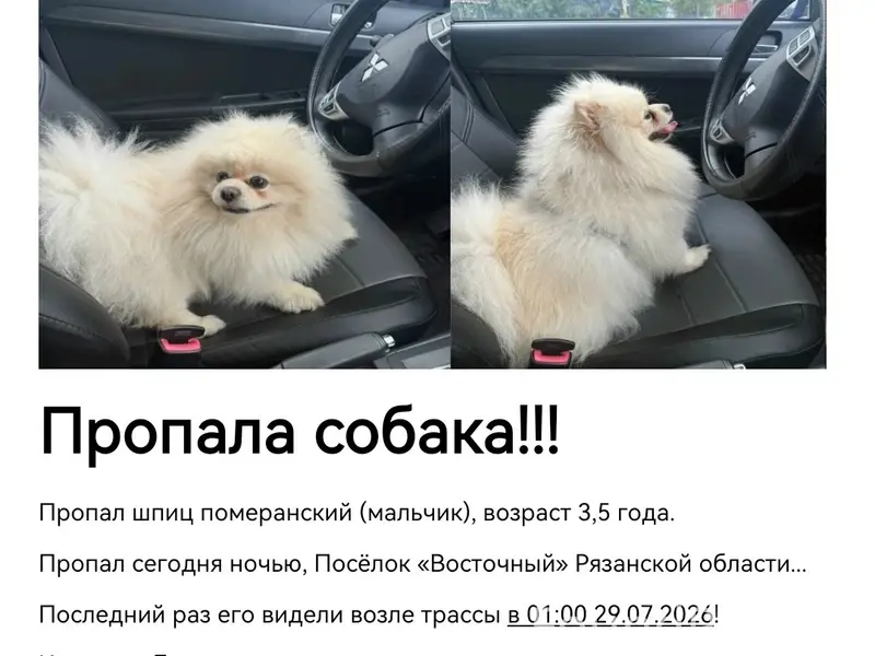 Пропала собака шпиц, Рязанская область
