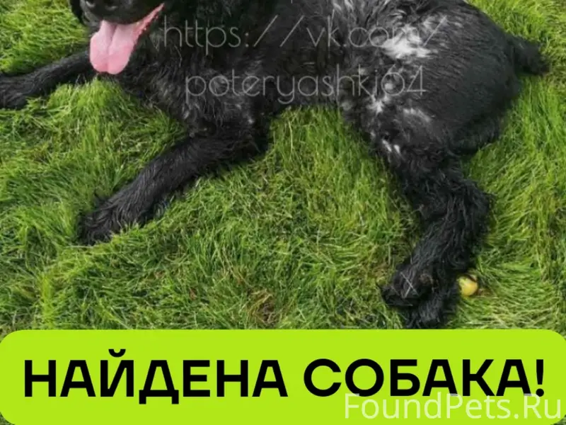 Найден пёс, Саратов, п. Новосоколовогорский