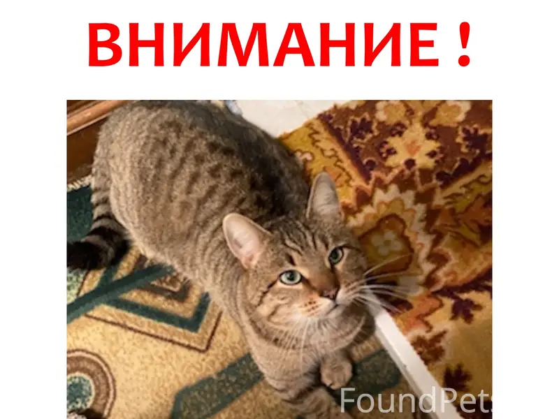 Пропал взрослый кот