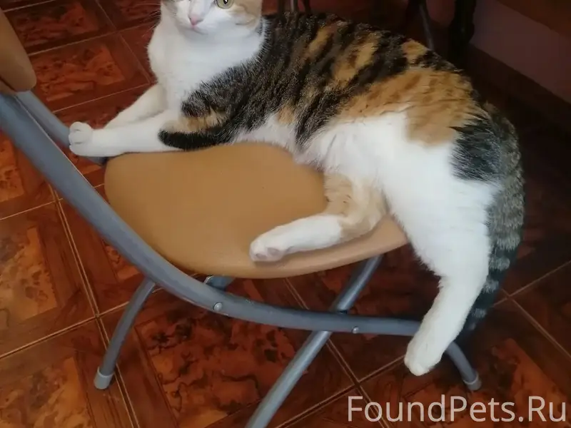 Пропала кошка, ул. Космонавтов
