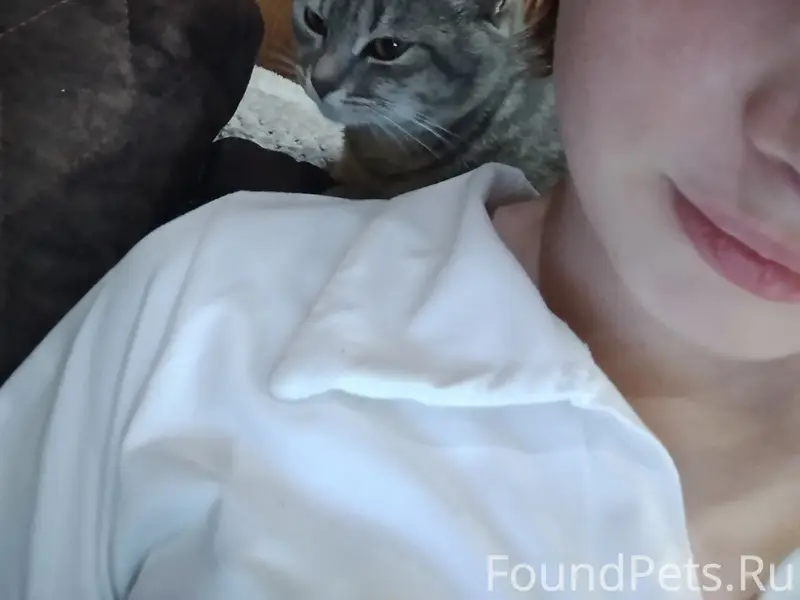 Пропала кошка Мышка, Кировск