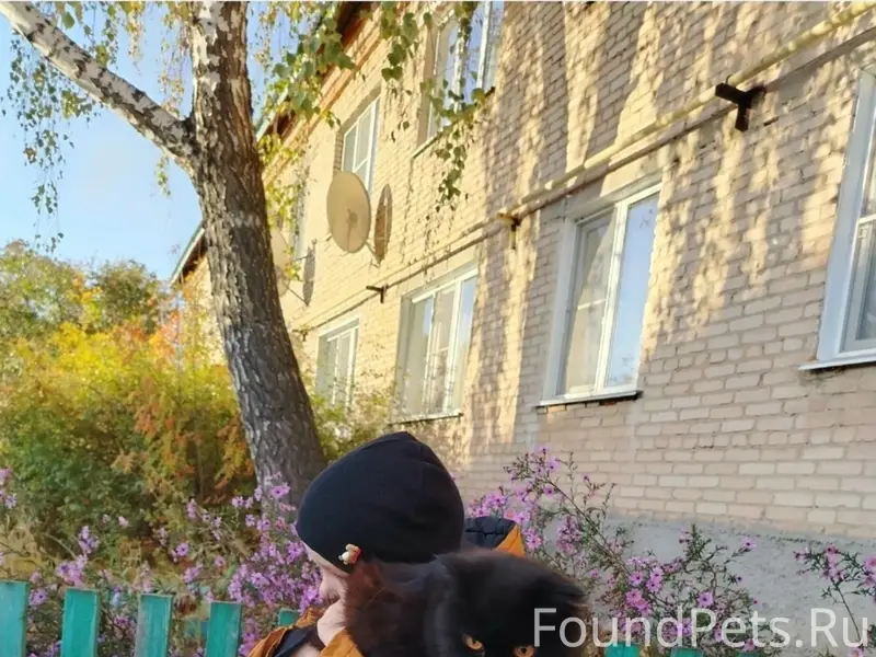 Пропал кот, место не указано