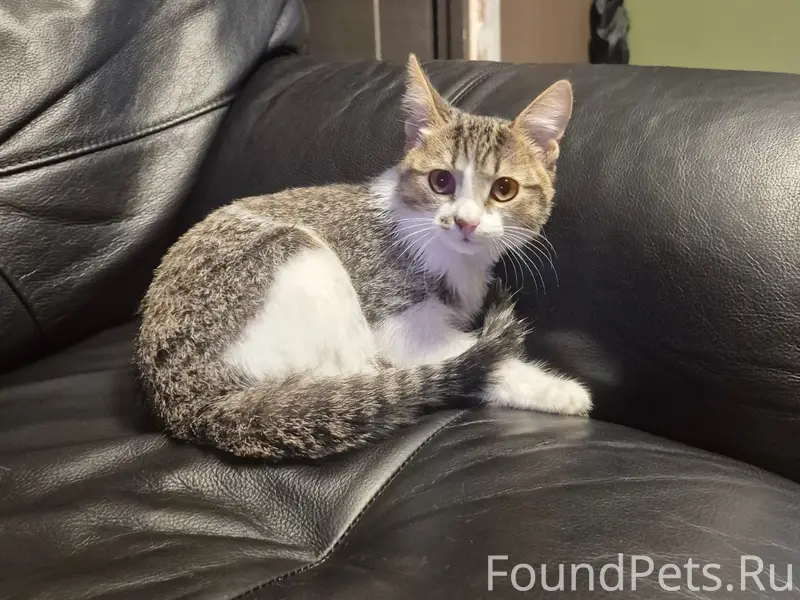 Найден котёнок, улица Ленина