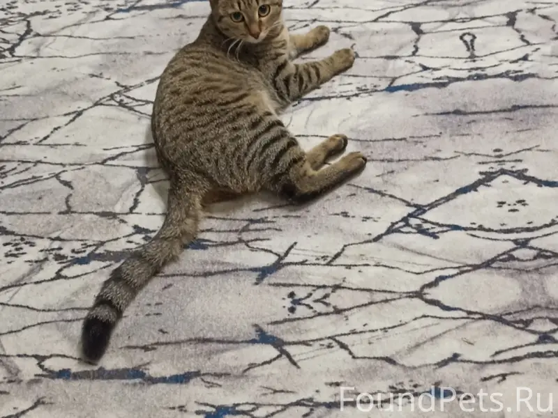 Пропала кошка Лейла, район ивату