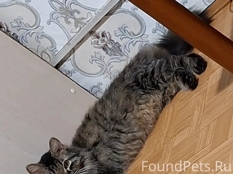 Пропала кошка Рыся, ул. Ключевская