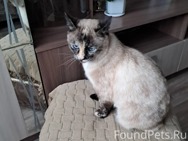 Пропала кошка Муся, район улицы Сентемова и Хрунова