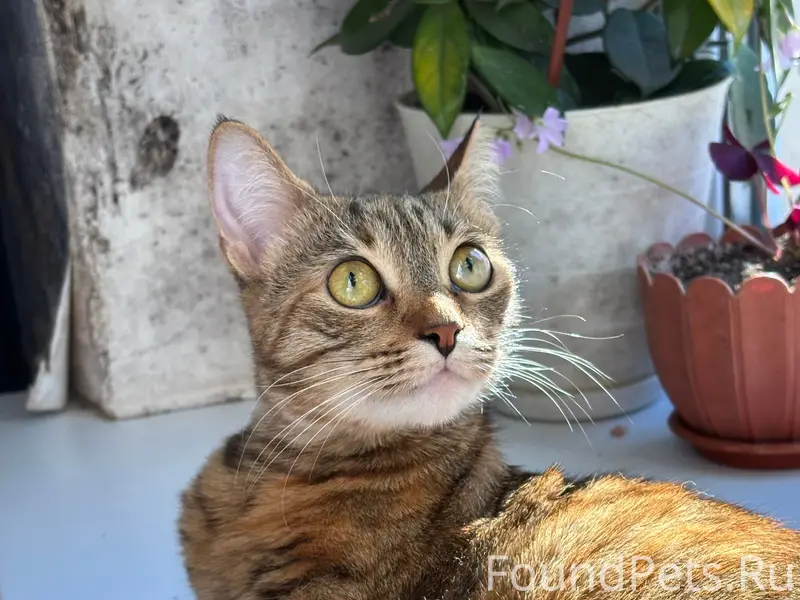 Пропала кошка Клёпа, Северная сторона
