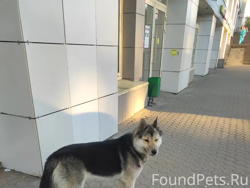 Пропала собака, Московский проспект