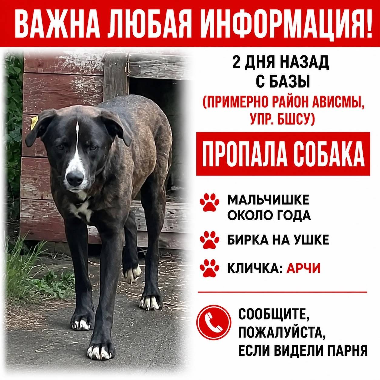Пропал пёс Арчи, район Ависмы