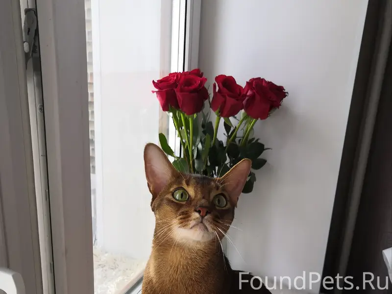 Пропал кот, район Зари