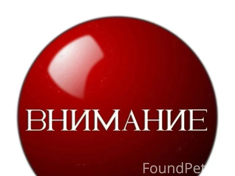 Пропал кобель, город