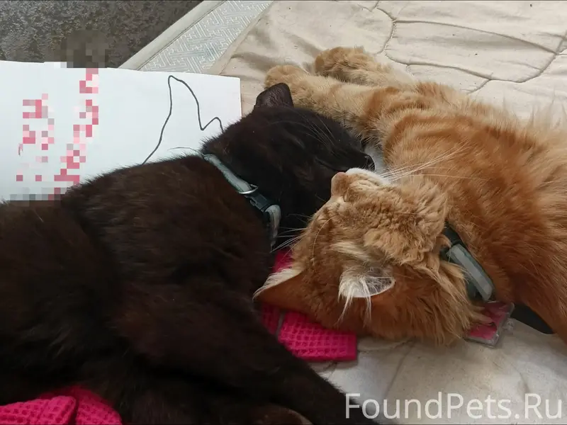 Пропали коты, район музея