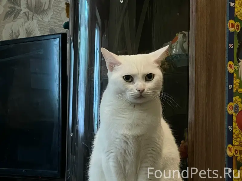 Пропала белая кошка Василиса, Белова 4