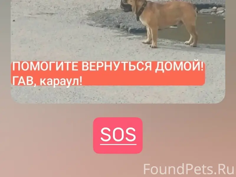 Найден тип собака, Маяковского