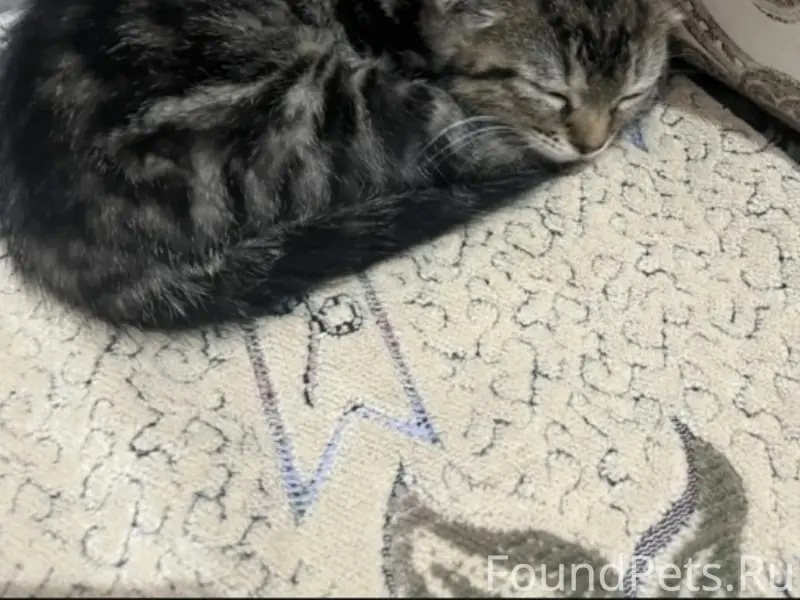 Пропала кошка, район Собачий