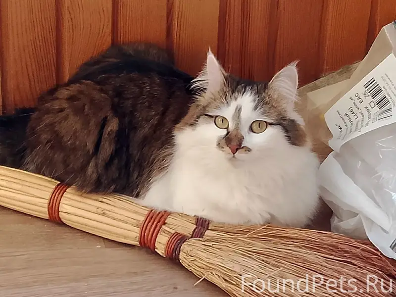Пропала кошка Аська, Советский район