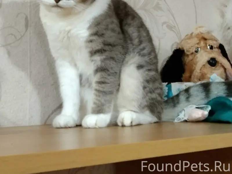 Пропала кошка, место не указано