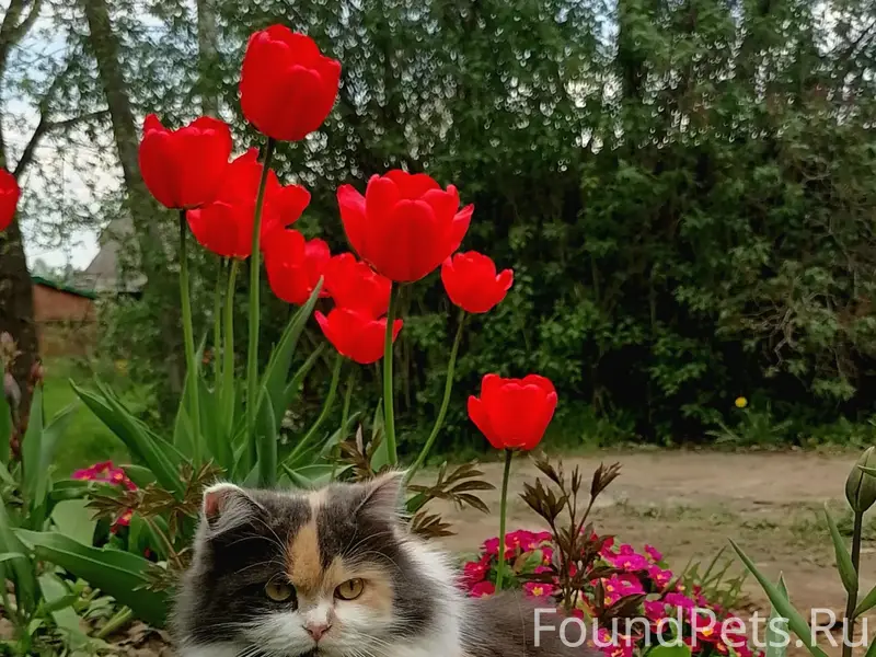 Пропала кошка Сонька, ул. Корегинской