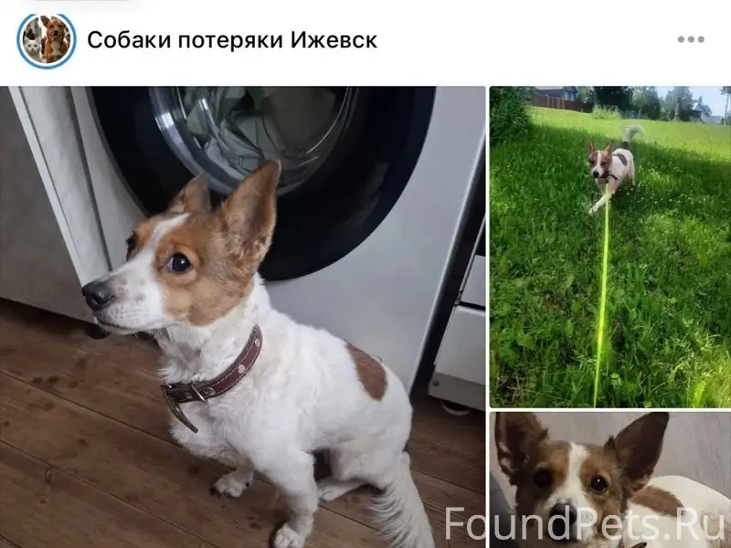 Пропал джек-рассел-терьер, Воткинское шоссе