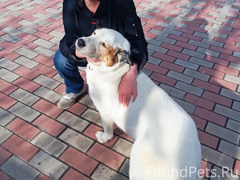 Пропала собака Белка