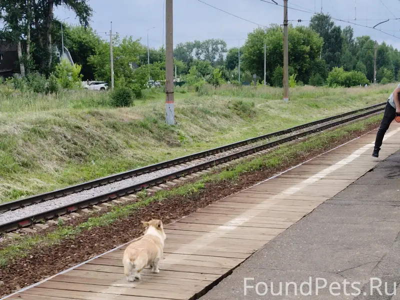 Найдена корги пемброк, пос. Авсюнино