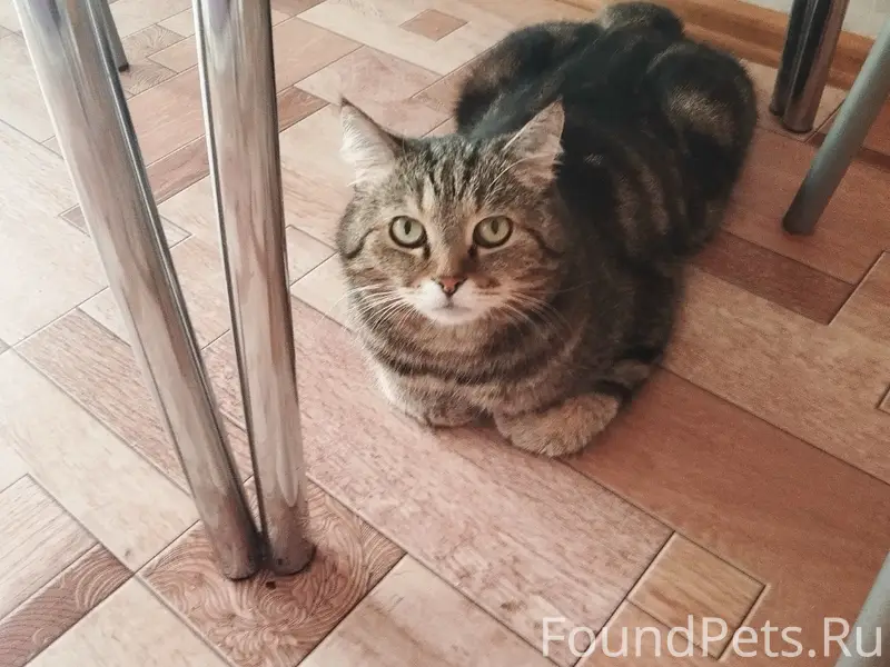 ПРОПАЛ КОТ