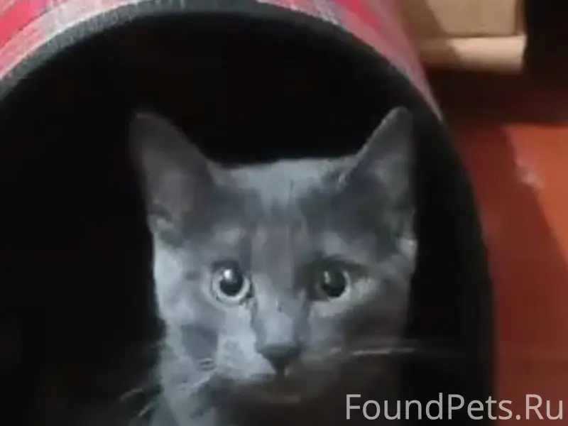 Пропал кот, Северная