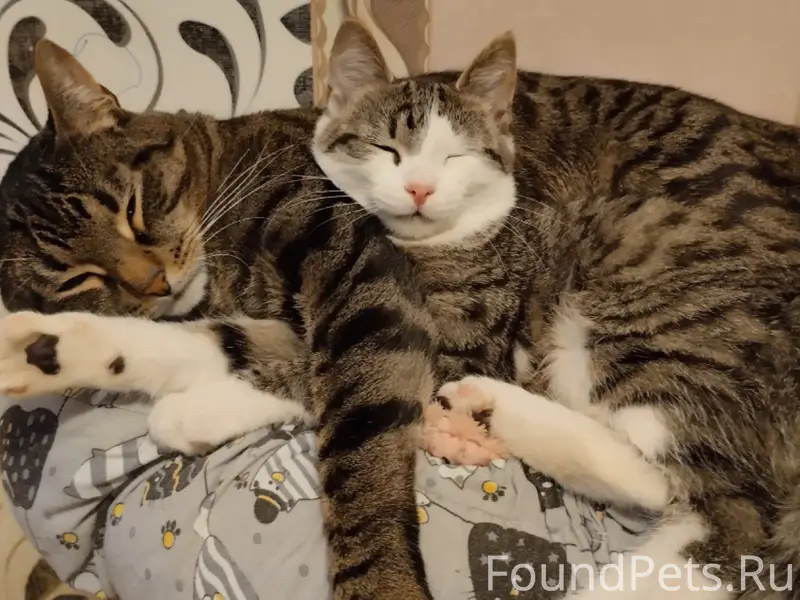 Пропала кошка Макки, ул. Трухинова