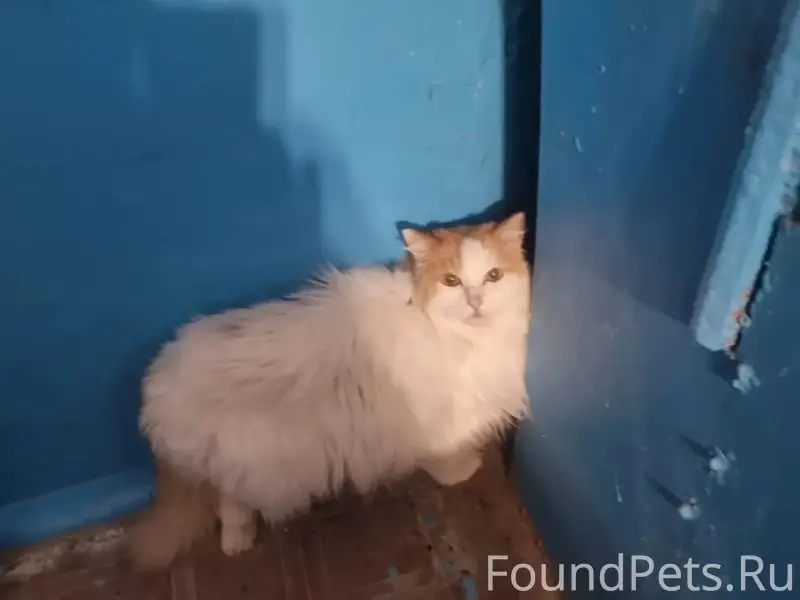Найдена кошка, Топчева 10