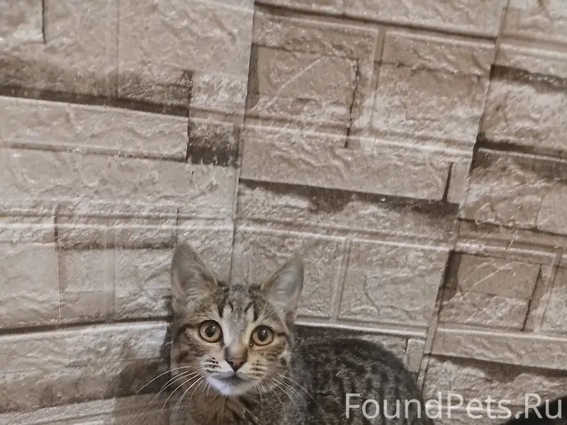 Пропал кот Симба