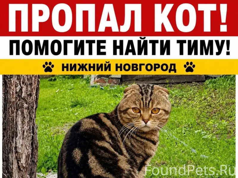 Пропал кот Тима, Приокский район