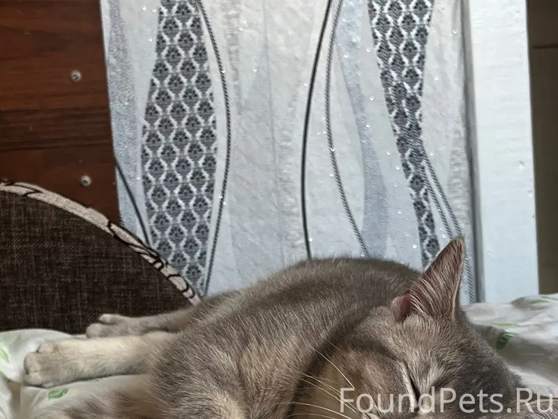 Пропала кошка, Семилуки
