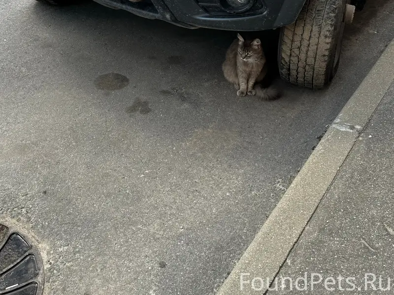 Найден кот, Юность, Фрунзе