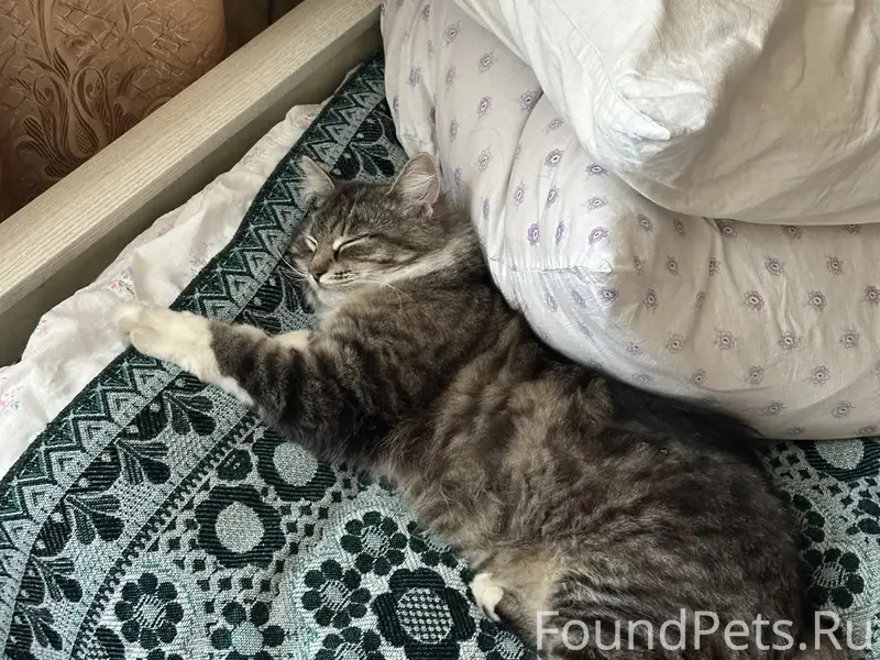 Пропала кошка Буся, Александровка