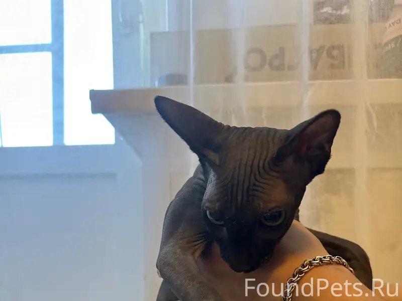 Найдена кошка, Солдатова 4