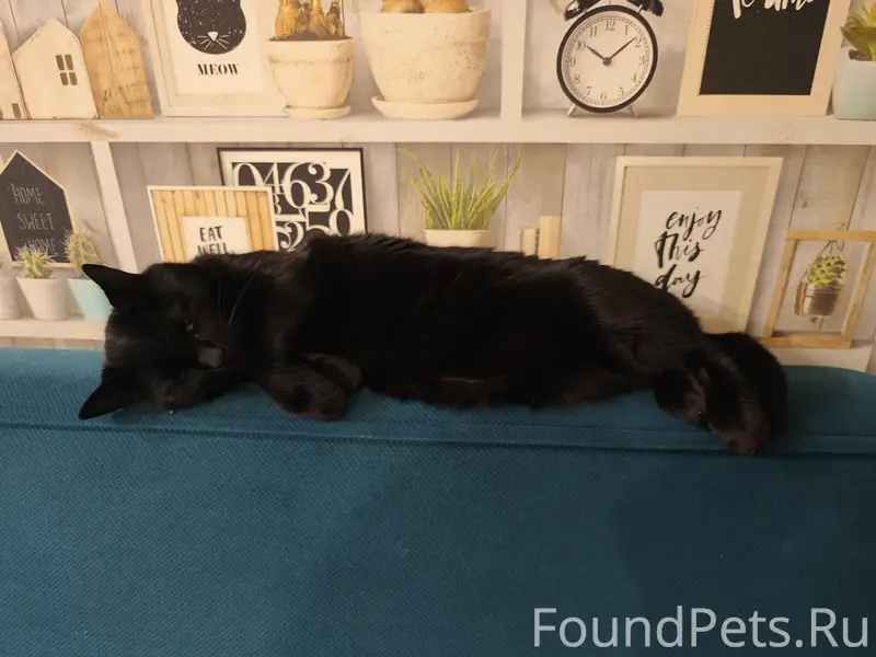 Пропал кот, 12 лет, красный ошейник