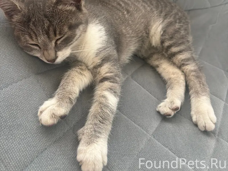 Найдена маленькая кошка, без дома