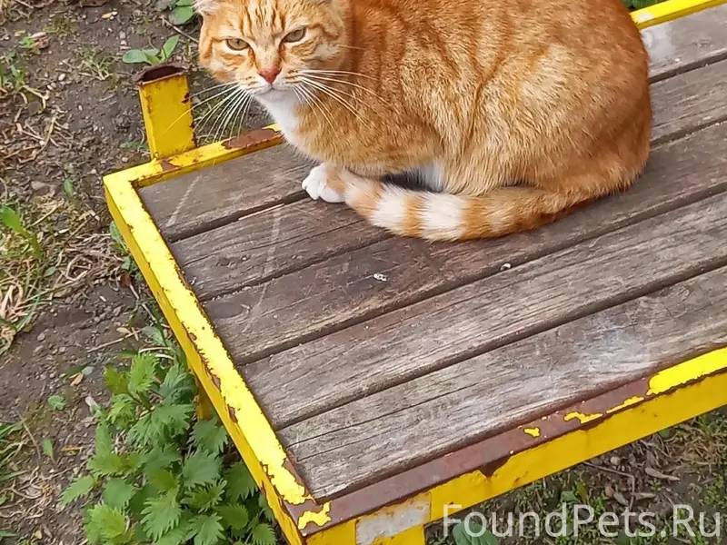 Пропал кот, Тоншалово