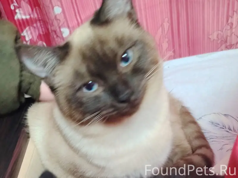 Пропал кот Коржик