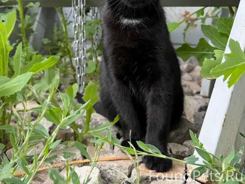 Найден чёрный котёнок, Верхняя Луговая 85