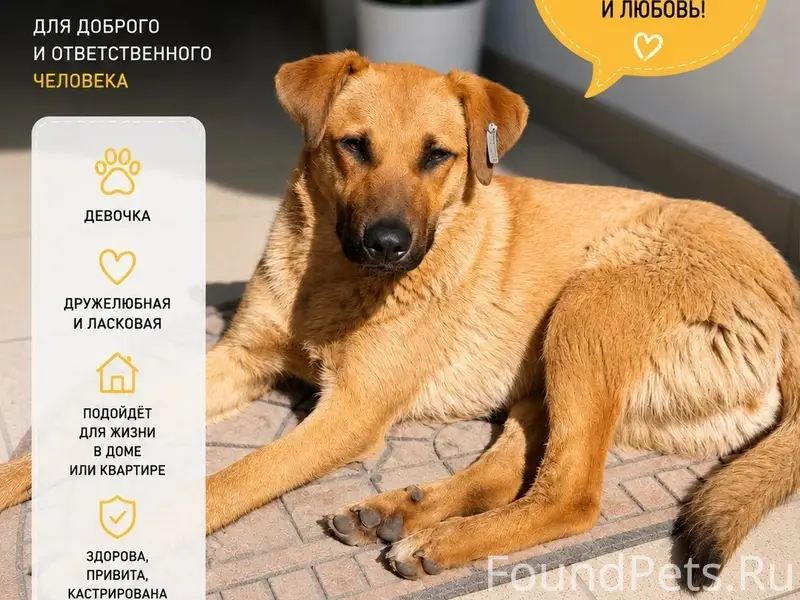 Найденна собака, город и область