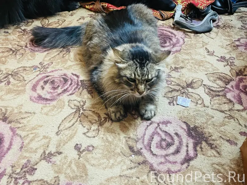 Пропал кот, Лабытнанги
