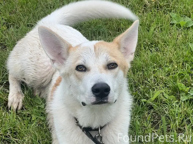 Найден кобель, КП Мельница, д. Мокино