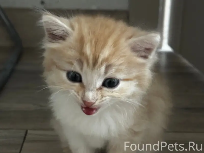 Найден рыжий котёнок, деревня
