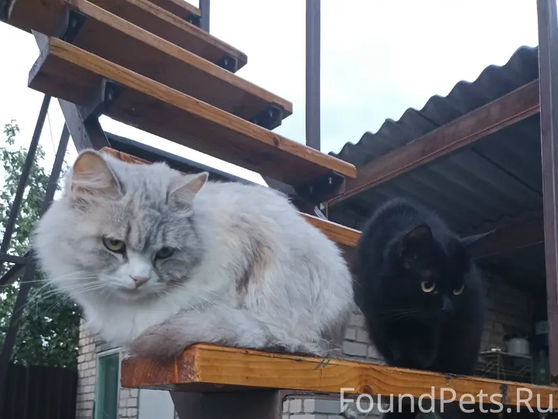 Пропала кошка Василиса, район 4ой школы