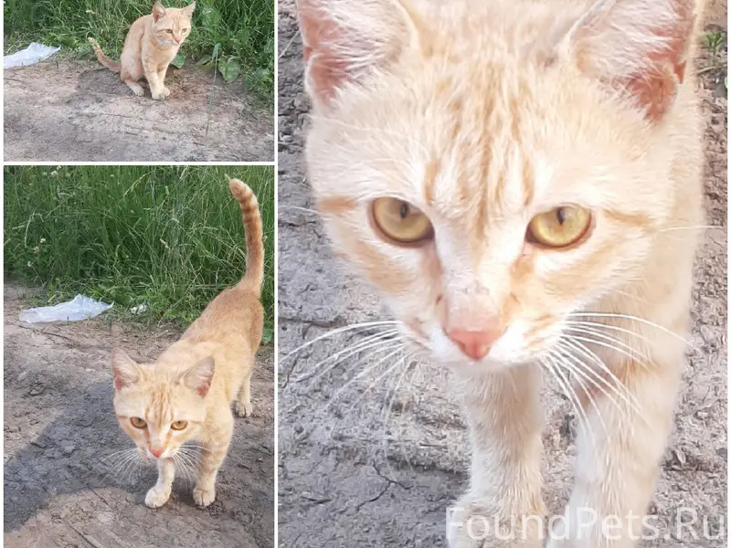 Найден рыжий котёнок, Новочебоксарск