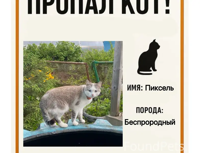 Пропал кот Пиксель, Ижевск