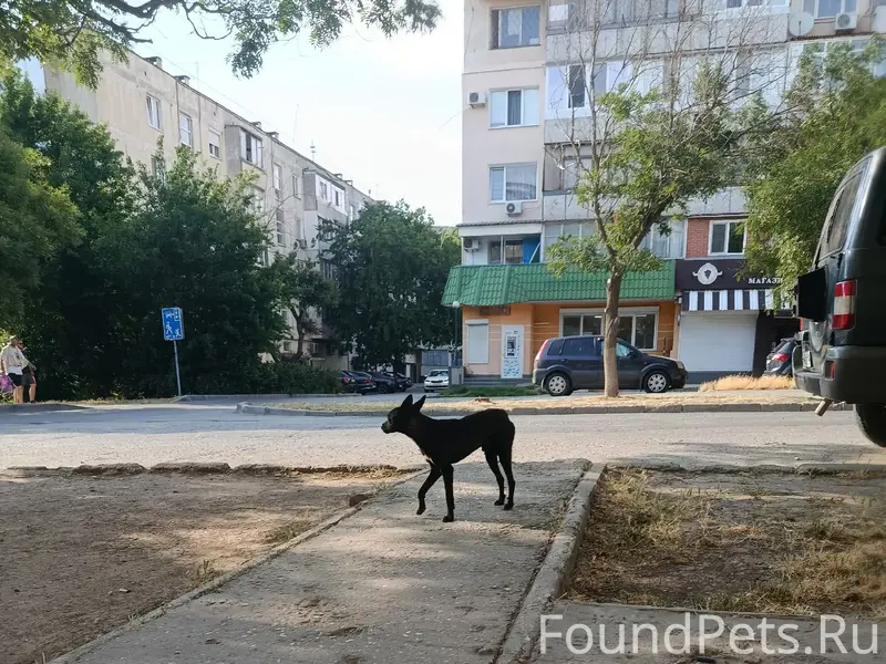 Пропал пёс, Некрасова - влксм